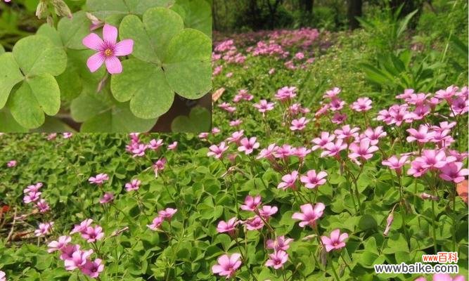 用花语诠释樱花草的美丽与寓意 樱花草花语