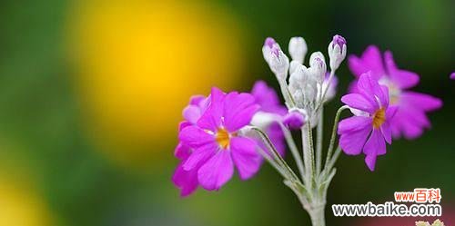用花语诠释樱花草的美丽与寓意 樱花草花语