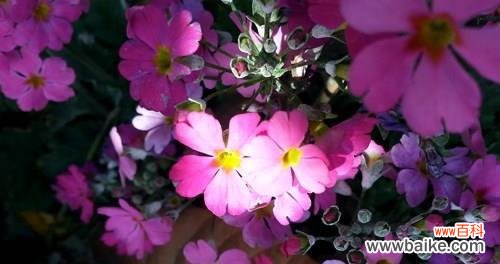 用花语诠释樱花草的美丽与寓意 樱花草花语