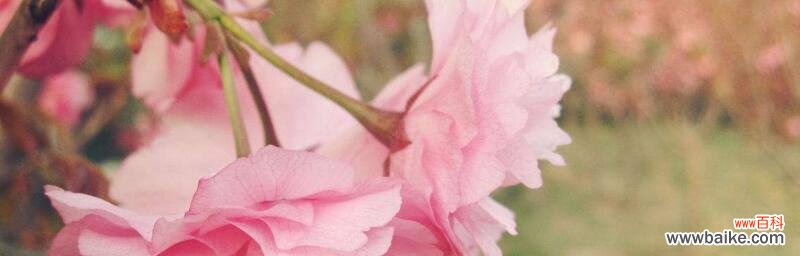 樱花草的独特花语与传统文化的关联 樱花草的花语