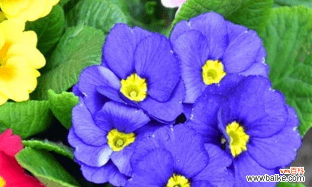 樱花草的独特花语与传统文化的关联 樱花草的花语