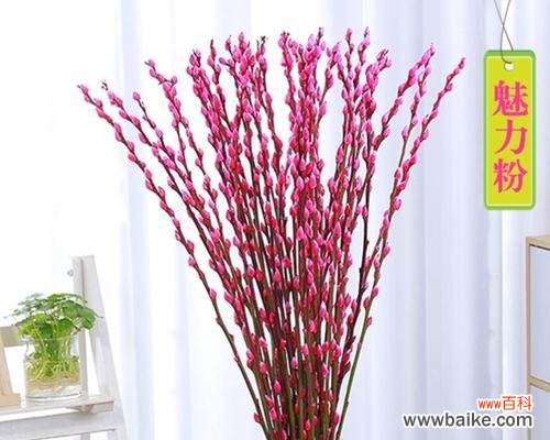 揭示银柳花寓意的美丽故事 银柳花