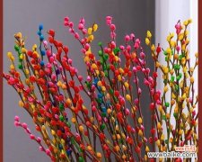 揭示银柳花寓意的美丽故事 银柳花