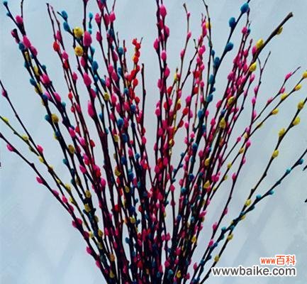 揭示银柳花寓意的美丽故事 银柳花