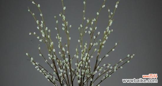 探秘银柳的花语和象征意义 银柳花语的美丽意义