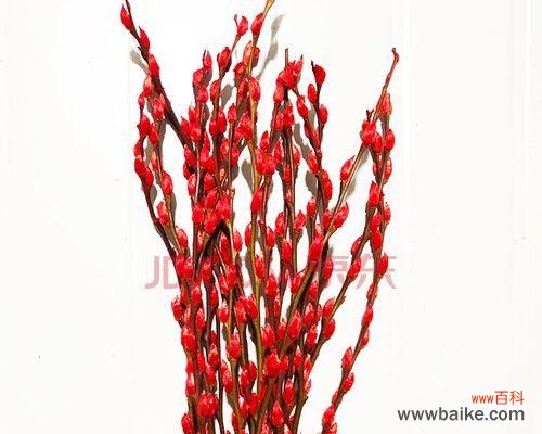 探秘银柳的花语和象征意义 银柳花语的美丽意义