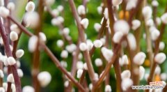 探秘银柳的花语和象征意义 银柳花语的美丽意义