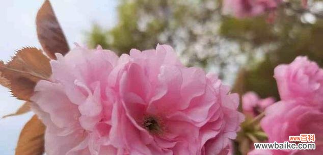 以樱花的花语感受生命的变迁 樱花的花语