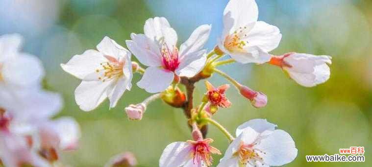 以樱花的花语感受生命的变迁 樱花的花语