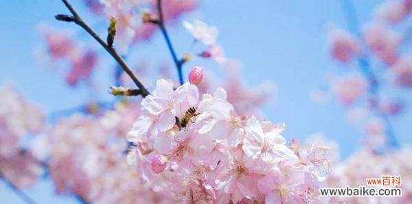 探寻樱花的花语与意义 樱花花语