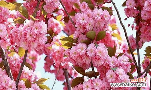 探寻樱花的花语与意义 樱花花语