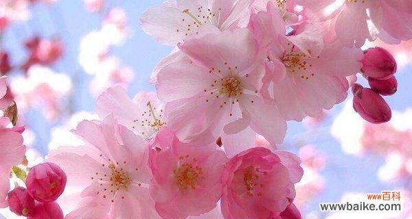 探寻樱花的花语与意义 樱花花语