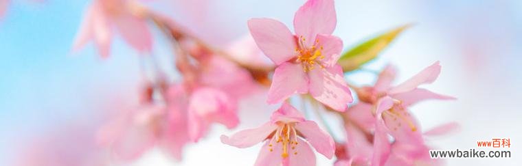 探寻樱花的神秘内涵 樱花的花语和象征意义