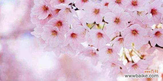 探寻樱花的神秘内涵 樱花的花语和象征意义