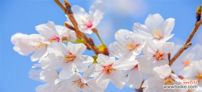 探寻樱花的神秘内涵 樱花的花语和象征意义