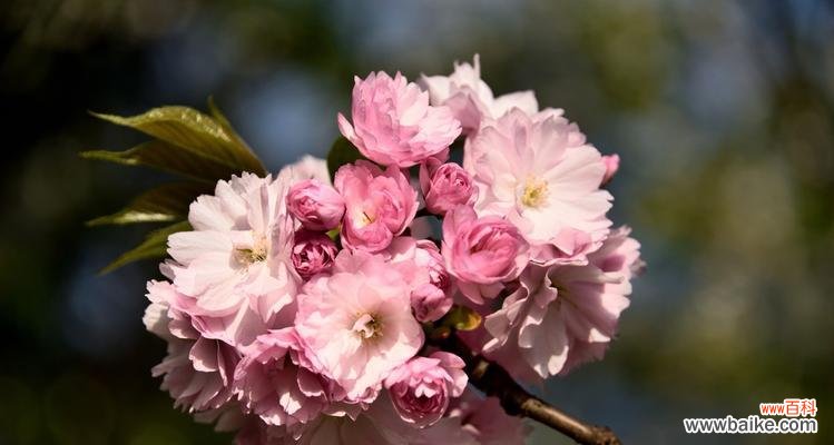 美丽的绽放与短暂的生命 樱花的寓意与象征