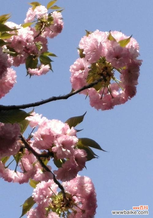 樱花的花语与寓意 樱花盛开，传递爱与美