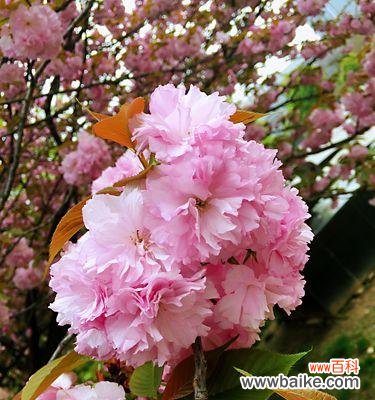 樱花的花语与寓意 樱花盛开，传递爱与美