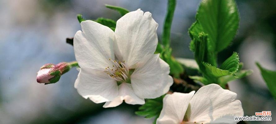 樱花的花语与寓意 樱花盛开，传递爱与美