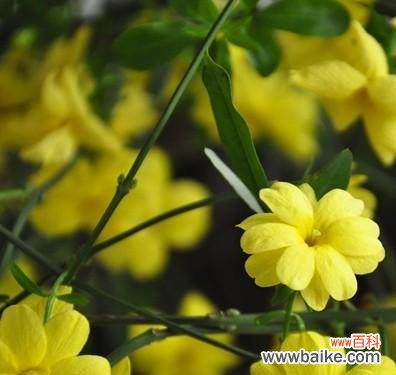 以迎春花的花语探讨人生态度与行动的关系 迎春花