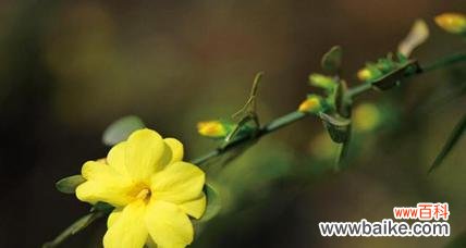 以迎春花的花语探讨人生态度与行动的关系 迎春花