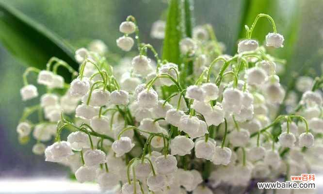 探寻樱水晶花的花语与象征 樱水晶的花语与意义