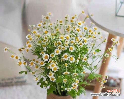 探寻樱水晶的花语及相关寓意 樱水晶花语与寓意