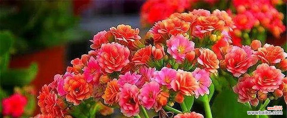 探寻樱水晶的花语及相关寓意 樱水晶花语与寓意