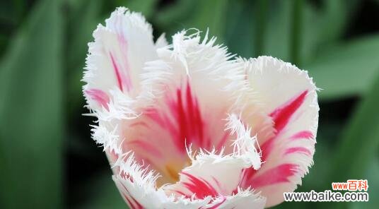 探寻樱水晶的花语及相关寓意 樱水晶花语与寓意