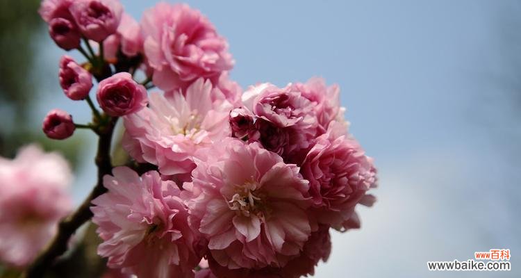 探索樱花的神秘世界 樱花花语的象征寓意