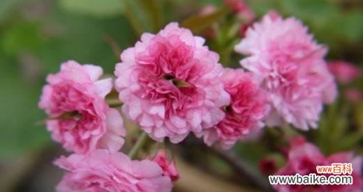 探索樱花的神秘世界 樱花花语的象征寓意