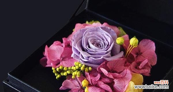 探寻永生花的意义与象征 永生花的花语与寓意