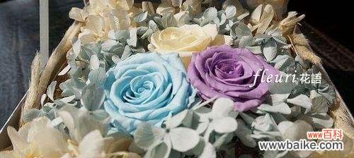 探寻永生花的意义与象征 永生花的花语与寓意