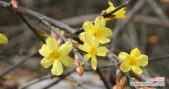 春天的使者迎接新生 迎春花花语