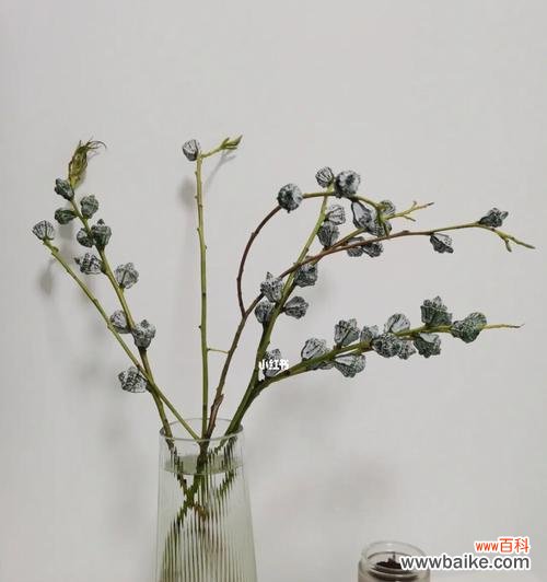 尤加利叶花语的象征意义与文化传承 尤加利叶花语之美