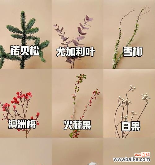 尤加利叶花语的象征意义与文化传承 尤加利叶花语之美
