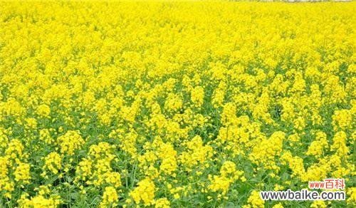 油菜花的生态特征与人文情感 油菜花的文化背景与花语