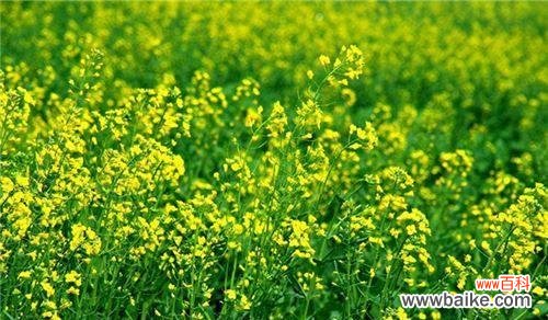 探寻油菜花的美丽与深意 油菜花的花语和寓意