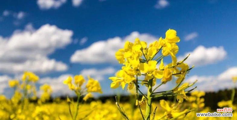 美丽的油菜花传递的祝福与希望 油菜花花语的深意