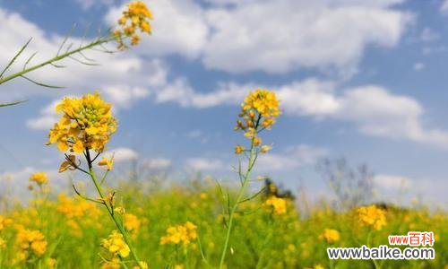 美丽的油菜花传递的祝福与希望 油菜花花语的深意