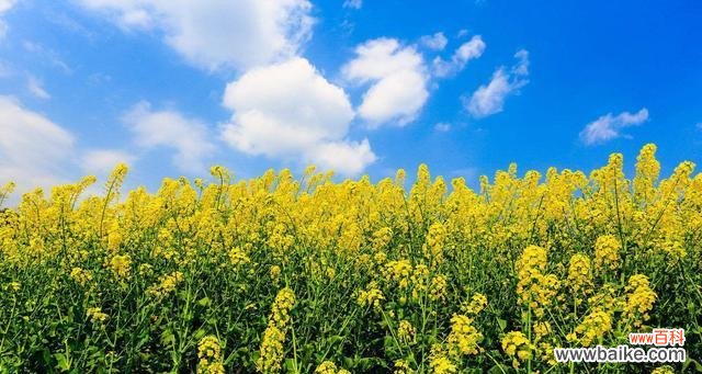 美丽的油菜花传递的祝福与希望 油菜花花语的深意