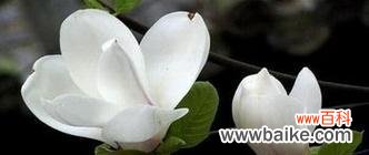 探寻玉兰花的含义 玉兰花的寓意与象征