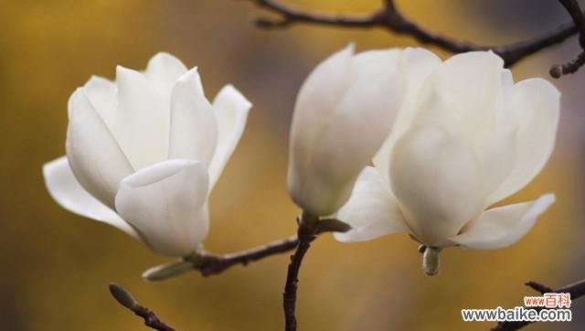 探寻玉兰花的文化内涵及其在人们生活中的重要意义 玉兰花的象征意义与美丽之融合