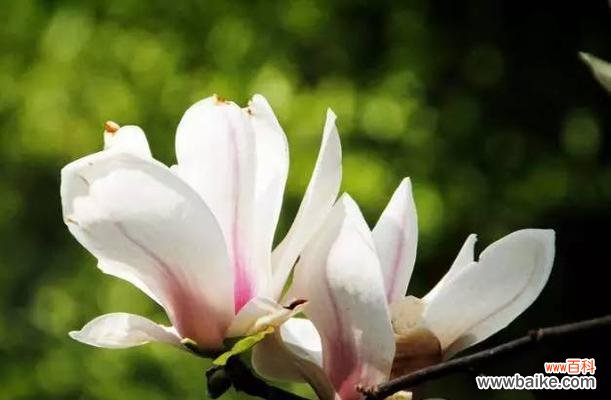 探寻玉兰花的文化内涵及其在人们生活中的重要意义 玉兰花的象征意义与美丽之融合