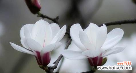 探寻玉兰花的花语及其象征意义 玉兰花花语的奥秘