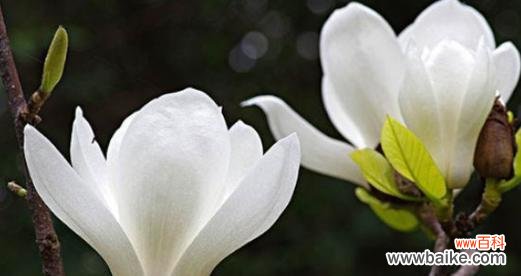 探寻玉兰花的花语及其象征意义 玉兰花花语的奥秘