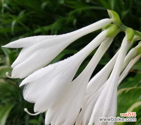 探寻玉簪花的花语 玉簪花语