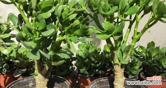 玉树花语的含义及其传承之美 玉树花语