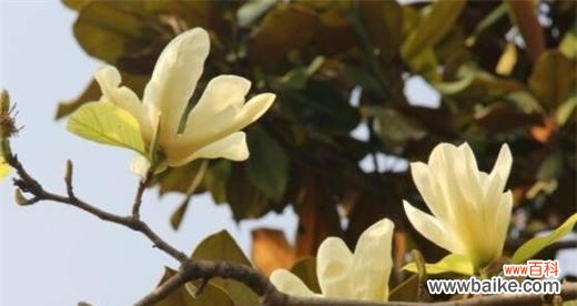 探索玉兰树的象征意义与风水禁忌 玉兰树的寓意与风水关系
