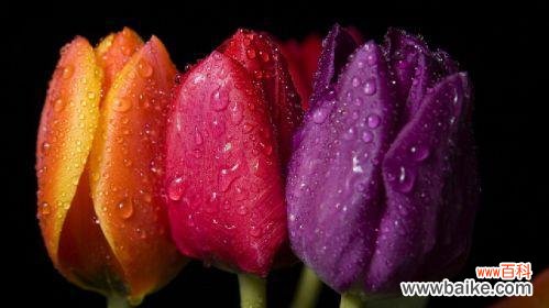 传承千年的花朵之王 郁金香